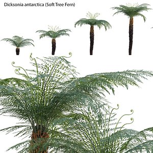 Dicksonia antarctica - Soft Tree Fern