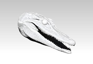 american alligator head