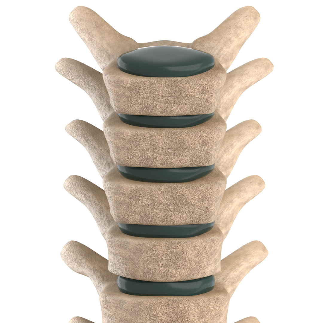 Spine 3d Max