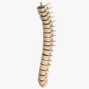 spine 3d max