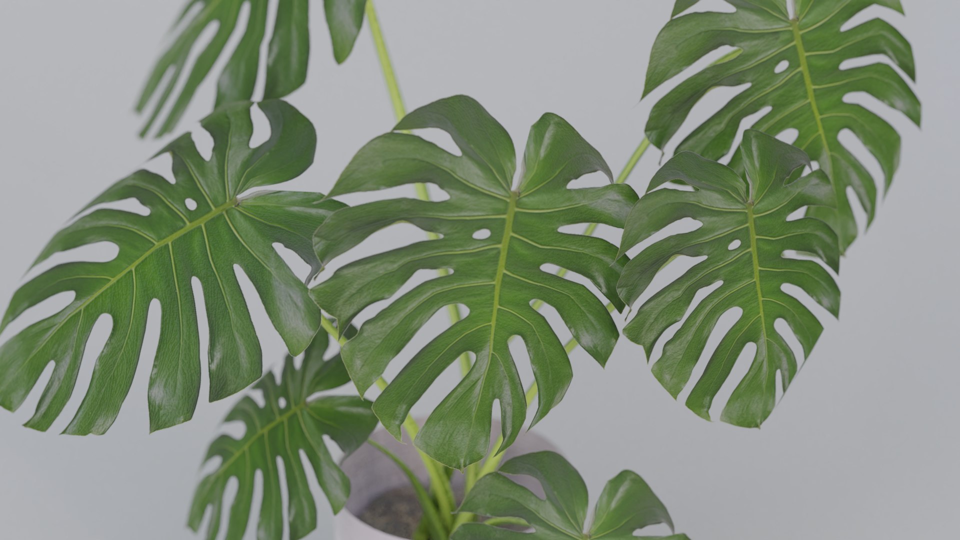 Monstera Plant 3D model https://p.turbosquid.com/ts-thumb/Iy/bQJlMX/2o/5/png/1635882067/1920x1080/fit_q87/b5ba0ecfcecdc091c328d61d848ed060a8b5b5e3/5.jpg
