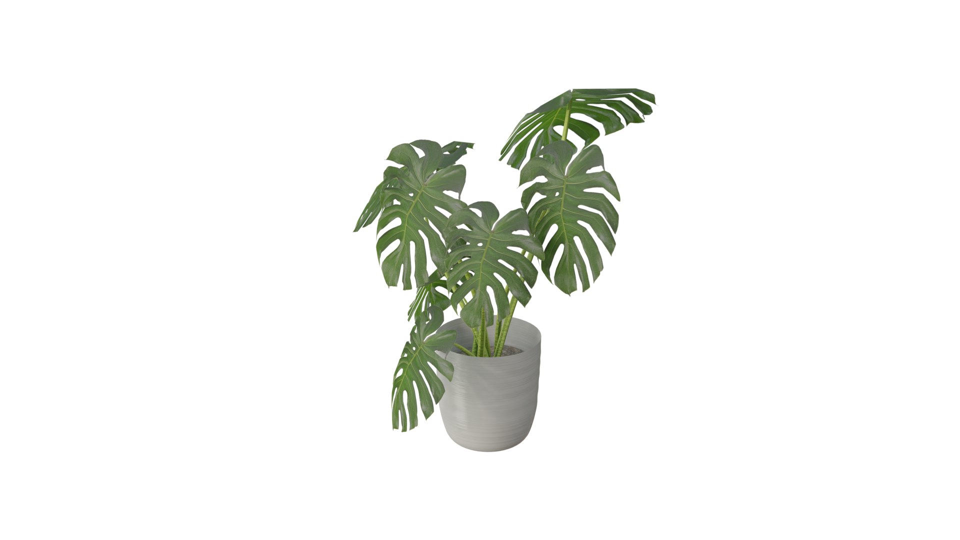 Monstera Plant 3D model https://p.turbosquid.com/ts-thumb/Iy/bQJlMX/TZ/0017/png/1634252310/1920x1080/fit_q87/5bc6a13d2abfbabe924d3fb41b3853eae03ef5d9/0017.jpg
