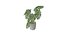 Monstera Plant