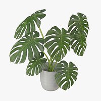 Monstera Plant