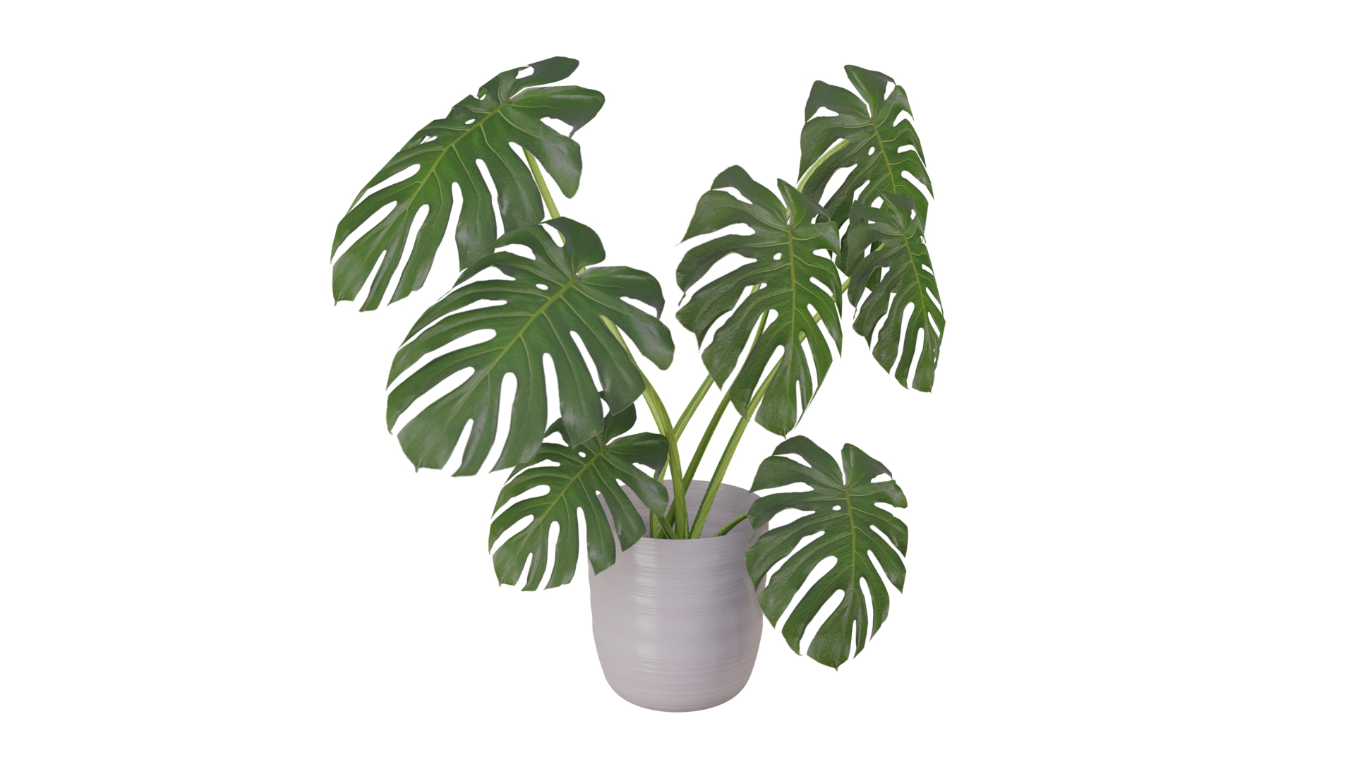 Monstera Plant 3D model https://p.turbosquid.com/ts-thumb/Iy/bQJlMX/XC/plantmonstera/png/1635882397/1920x1080/turn_fit_q99/9f629a3af71c10770ecb21242e5a69d8d323d562/plantmonstera-1.jpg
