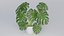 Monstera Plant
