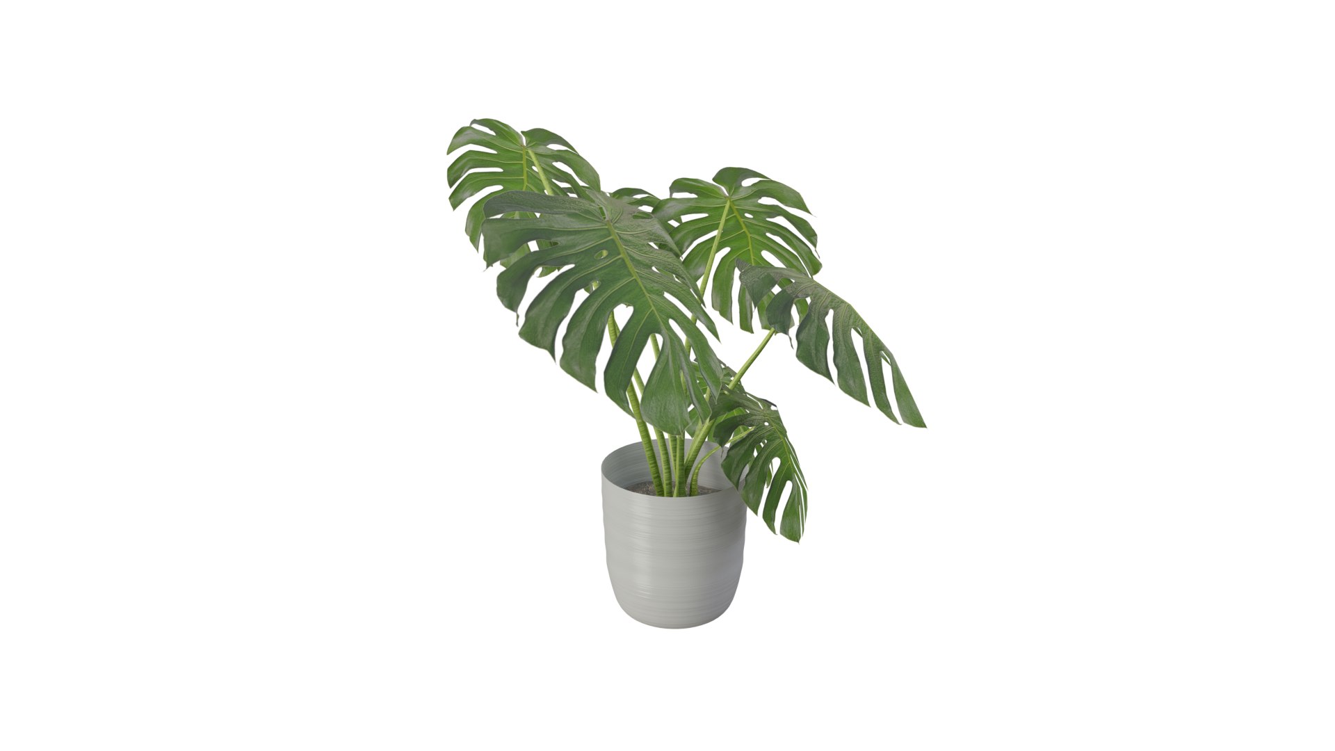 Monstera Plant 3D model https://p.turbosquid.com/ts-thumb/Iy/bQJlMX/Xy/0009/png/1634252309/1920x1080/fit_q87/4ba4a8c4d58b3b0ee9cc22982c2503640ff42ed9/0009.jpg