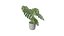 Monstera Plant