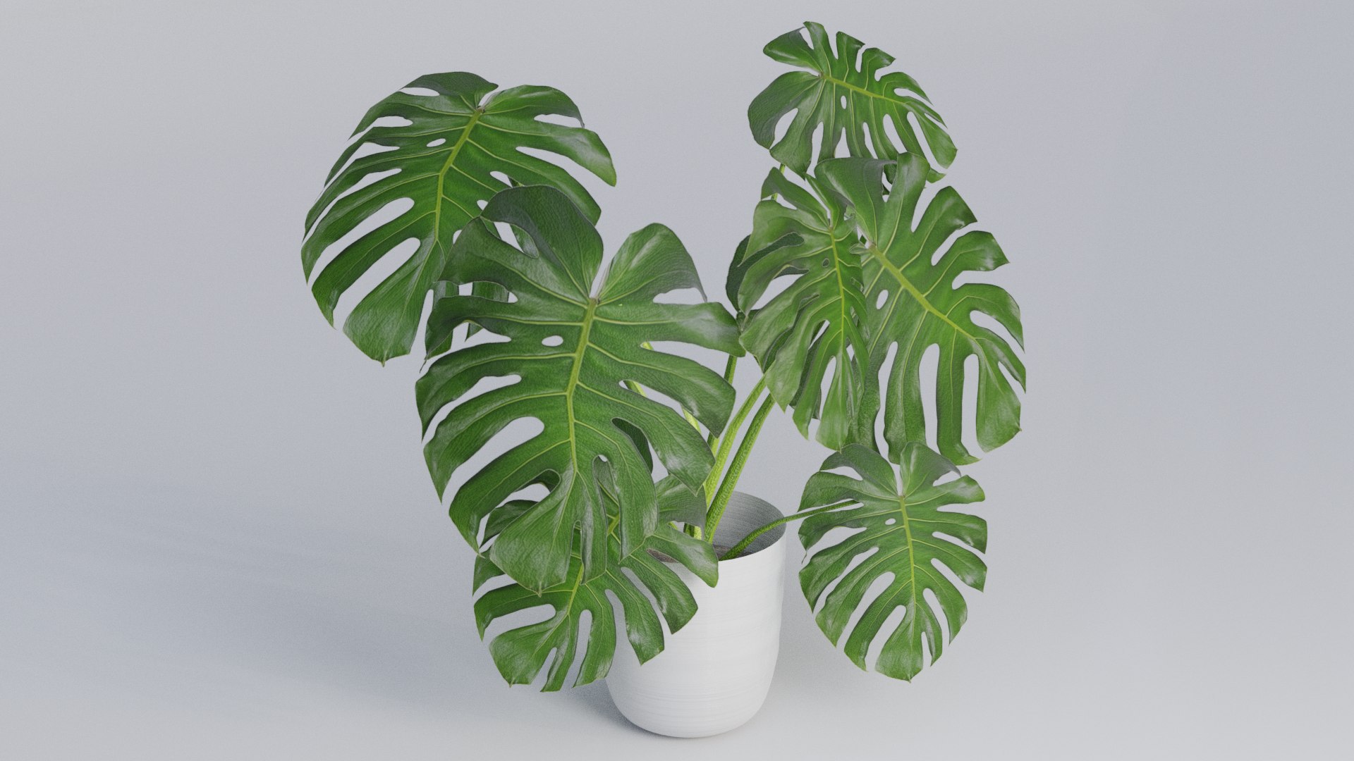 Monstera Plant 3D model https://p.turbosquid.com/ts-thumb/Iy/bQJlMX/pQ/2/png/1634252160/1920x1080/fit_q87/11d78f44c689352157d2d19177f482b13e8f3043/2.jpg