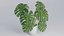 Monstera Plant