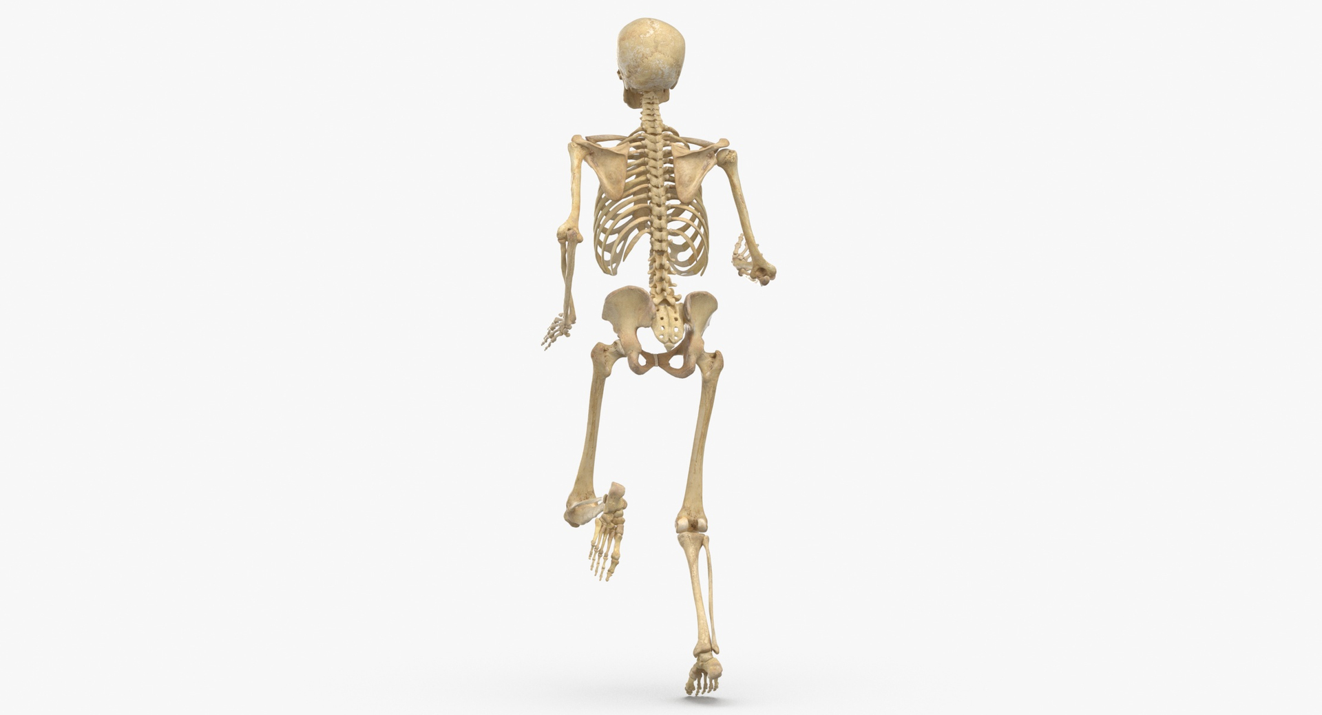 Real human female skeleton model - TurboSquid 1674922