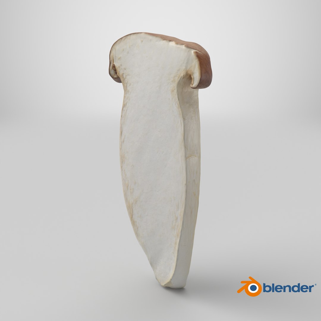 King Trumpet Slice model https://p.turbosquid.com/ts-thumb/Iy/hcaSvs/74/stemcell_blender_cycles_render/png/1724089434/1920x1080/fit_q87/ba326e8f9f6f926cc34103bc8bd1094fa91b1eaa/stemcell_blender_cycles_render.jpg