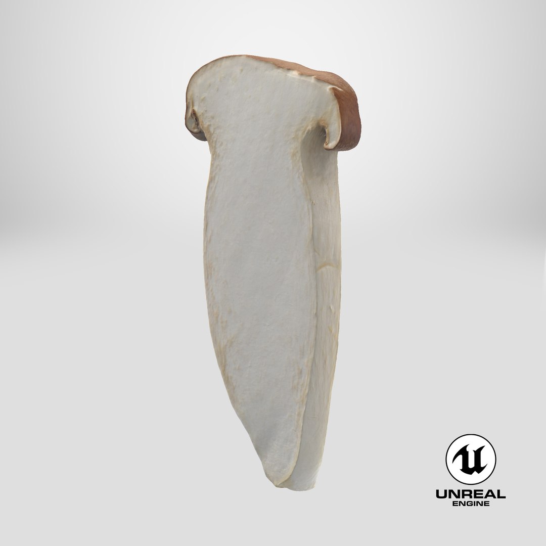 King Trumpet Slice model https://p.turbosquid.com/ts-thumb/Iy/hcaSvs/pC/stemcell_unreal_render/png/1724089448/1920x1080/fit_q87/db4949f6806849efd00b418fbf0fa17855d1ac87/stemcell_unreal_render.jpg