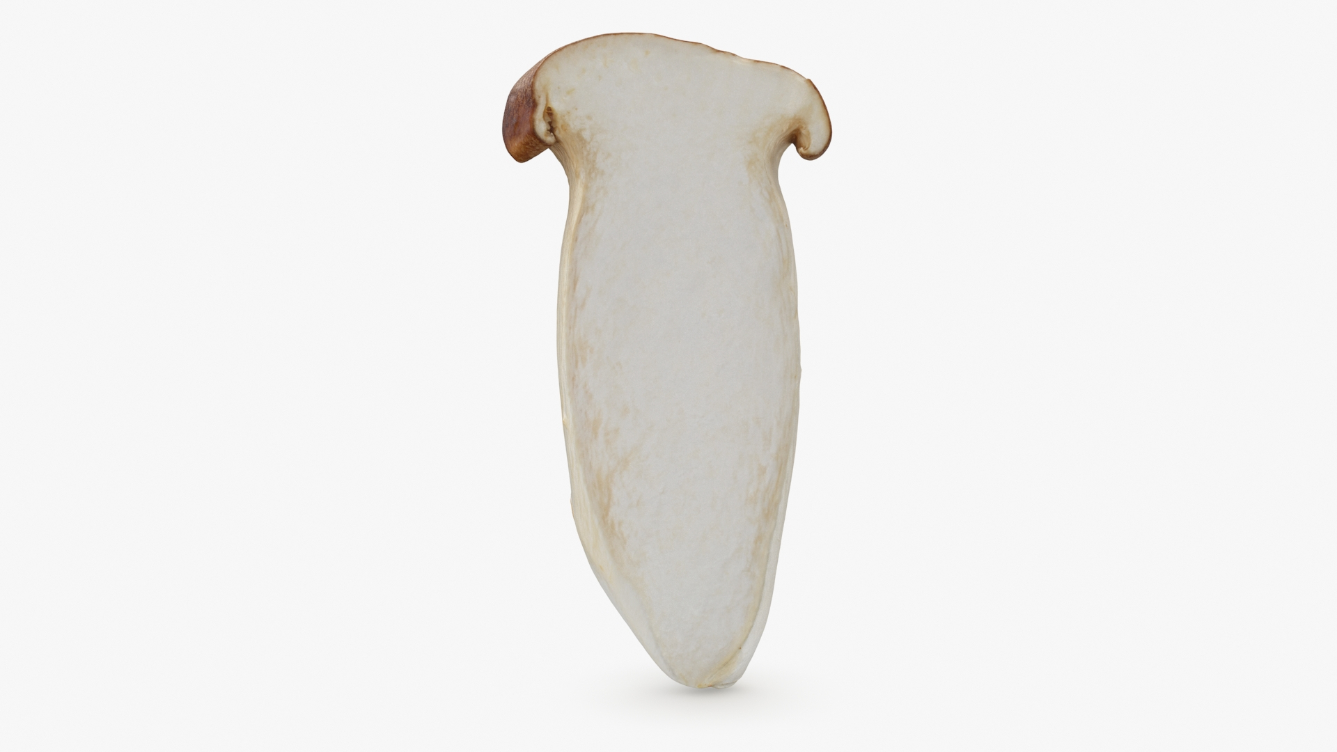King Trumpet Slice model https://p.turbosquid.com/ts-thumb/Iy/hcaSvs/pu/kgtrumpetslice/jpg/1722948794/1920x1080/turn_fit_q99/ede69497e9308925da1396c88fad63900d189cbd/kgtrumpetslice-1.jpg