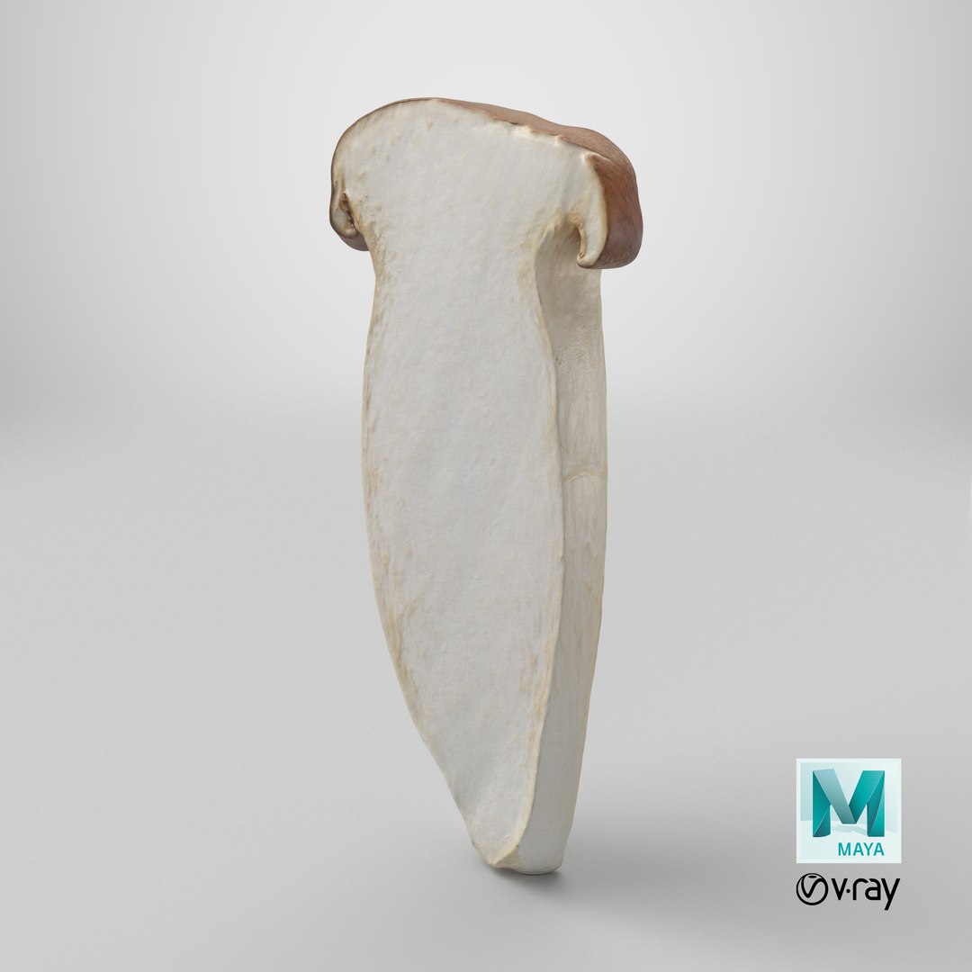 King Trumpet Slice model https://p.turbosquid.com/ts-thumb/Iy/hcaSvs/s5/stemcell_maya_vray_render/png/1724089438/1920x1080/fit_q87/f3768aba00ea74aaf50d6e74d43fffafabb3bd54/stemcell_maya_vray_render.jpg