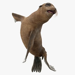3D sea lion baby swimming