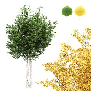 Silver Birch Tree Betula Pendula Spring to Fall 3D model