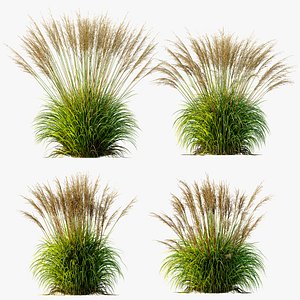 3D AV Molinia Caerulea Heidebraut Kleines Pfeifengras Version05 model