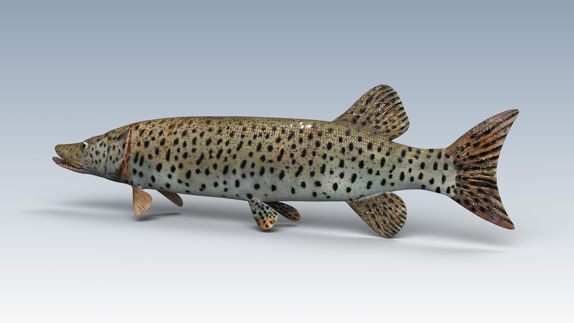 fish animal model https://p.turbosquid.com/ts-thumb/Iz/L98QZo/J39oHr0N/esocidae3/jpg/1589823985/1920x1080/fit_q87/6d3ec6e041e4a1b2cf3c3a793a70d7900d47a03a/esocidae3.jpg