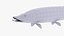 Esocidae New