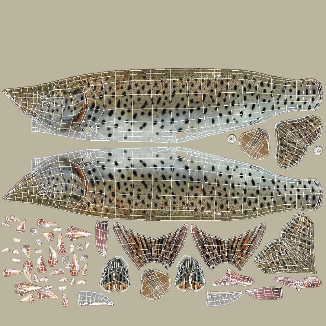 fish animal model https://p.turbosquid.com/ts-thumb/Iz/L98QZo/cy3cX9KO/esocidae_max_eso_diffuse_uv_cage/jpg/1589823985/1920x1080/fit_q87/a6009316bda788070a1758f661ab1d6407db22be/esocidae_max_eso_diffuse_uv_cage.jpg