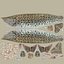 Esocidae New