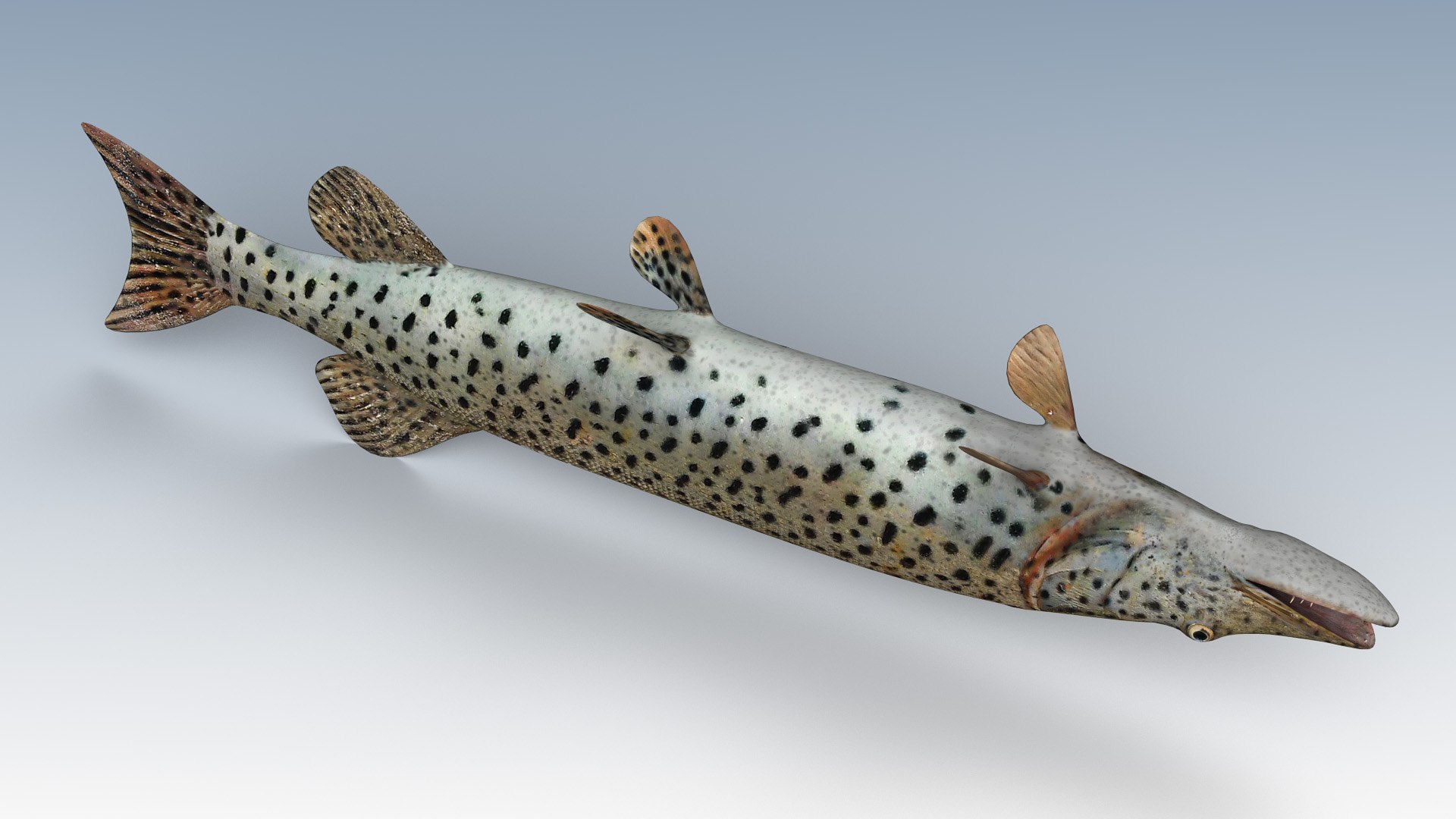 fish animal model https://p.turbosquid.com/ts-thumb/Iz/L98QZo/lp1nnOS8/esocidae6/jpg/1589823985/1920x1080/fit_q87/bf8ace451ec2a741e3e796633032ee8419872eac/esocidae6.jpg