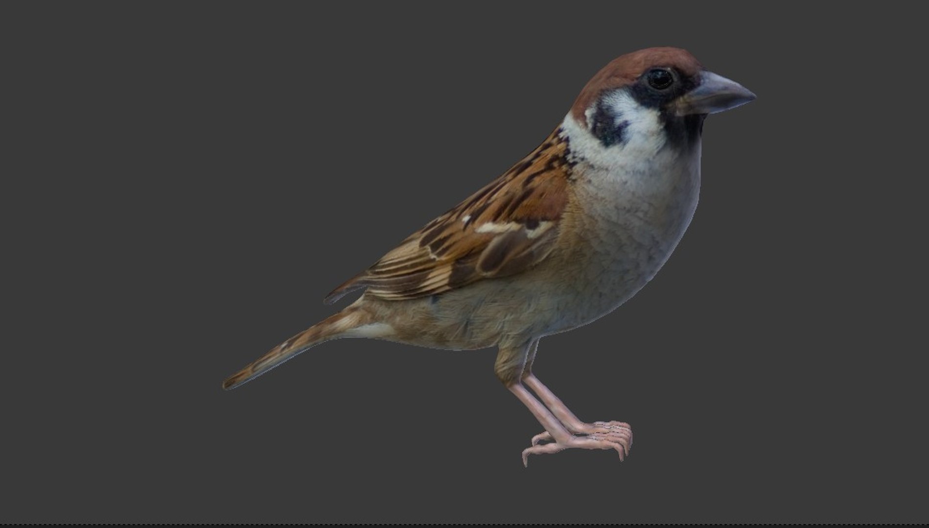 3d sparrow brid vr model https://p.turbosquid.com/ts-thumb/Iz/U5PYiV/0W0nS1QM/11/jpg/1485677528/1920x1080/fit_q87/b58934abbcddda4e3785a163f057ec5ad6f87e99/11.jpg