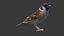 3d sparrow brid vr model