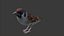 3d sparrow brid vr model
