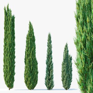 Juniper tree