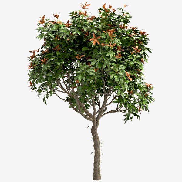 Set of Little Gem Magnolia or Southern Magnolia Tree - 4 Trees 3D 모델 ...