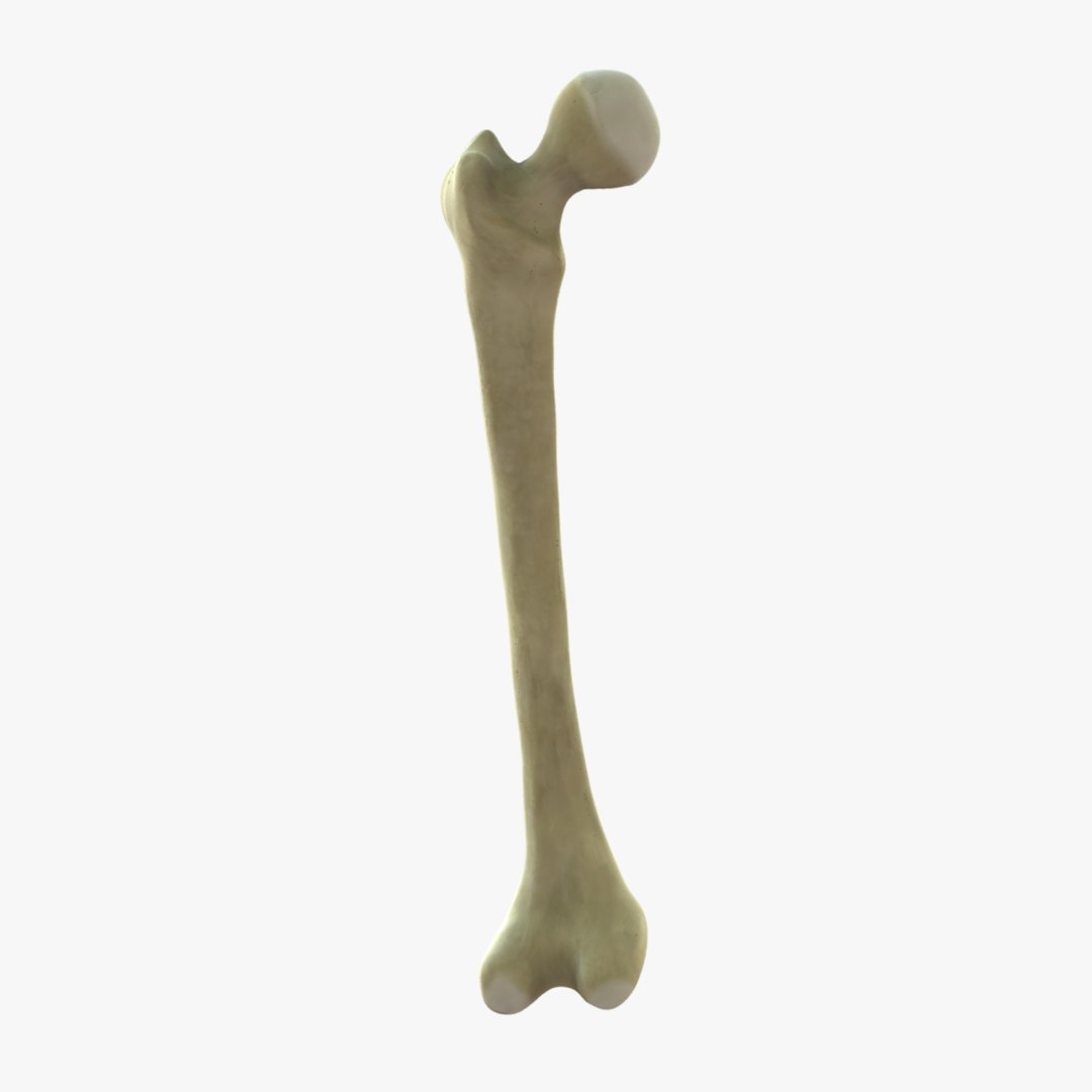 Skeleton Femur Leg Bones Fbx