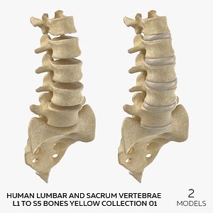 3D model Human Lumbar and Sacrum Vertebrae L1 to S5 Bones Yellow Collection 01 - 2 models