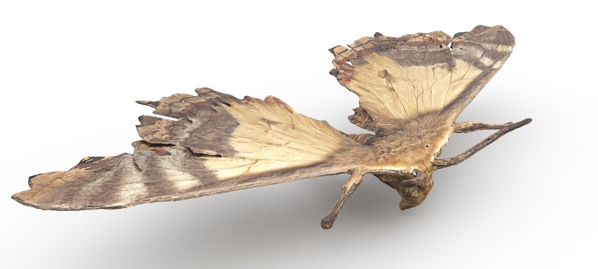 3D Insects Pack Model - TurboSquid 2318067