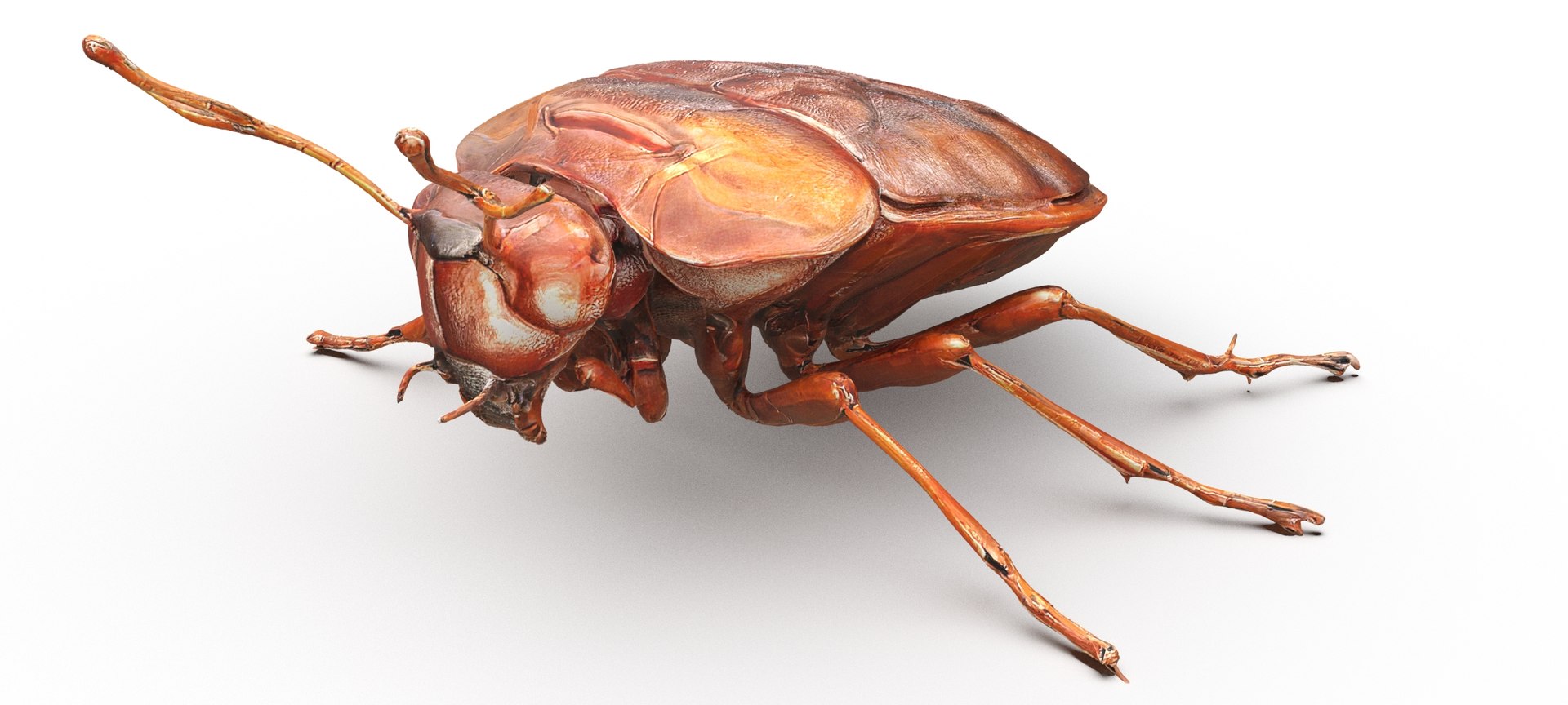 3D Insects Pack Model - TurboSquid 2318067