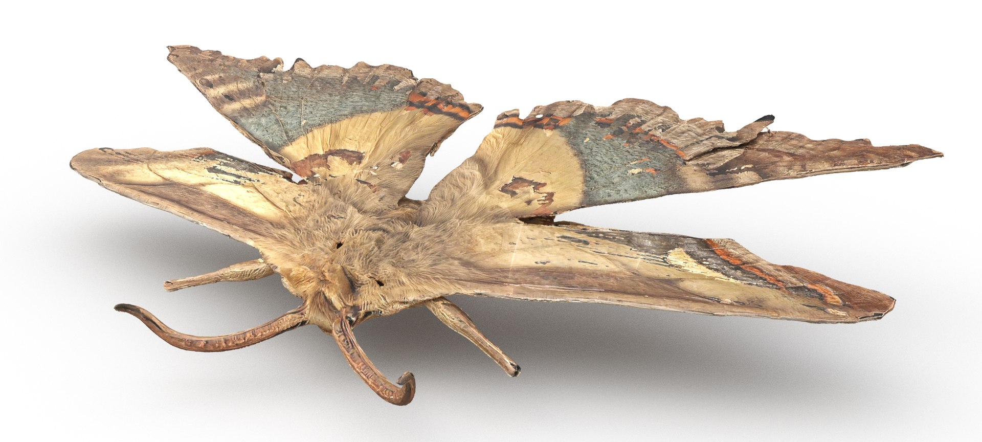 3D Insects Pack Model - TurboSquid 2318067