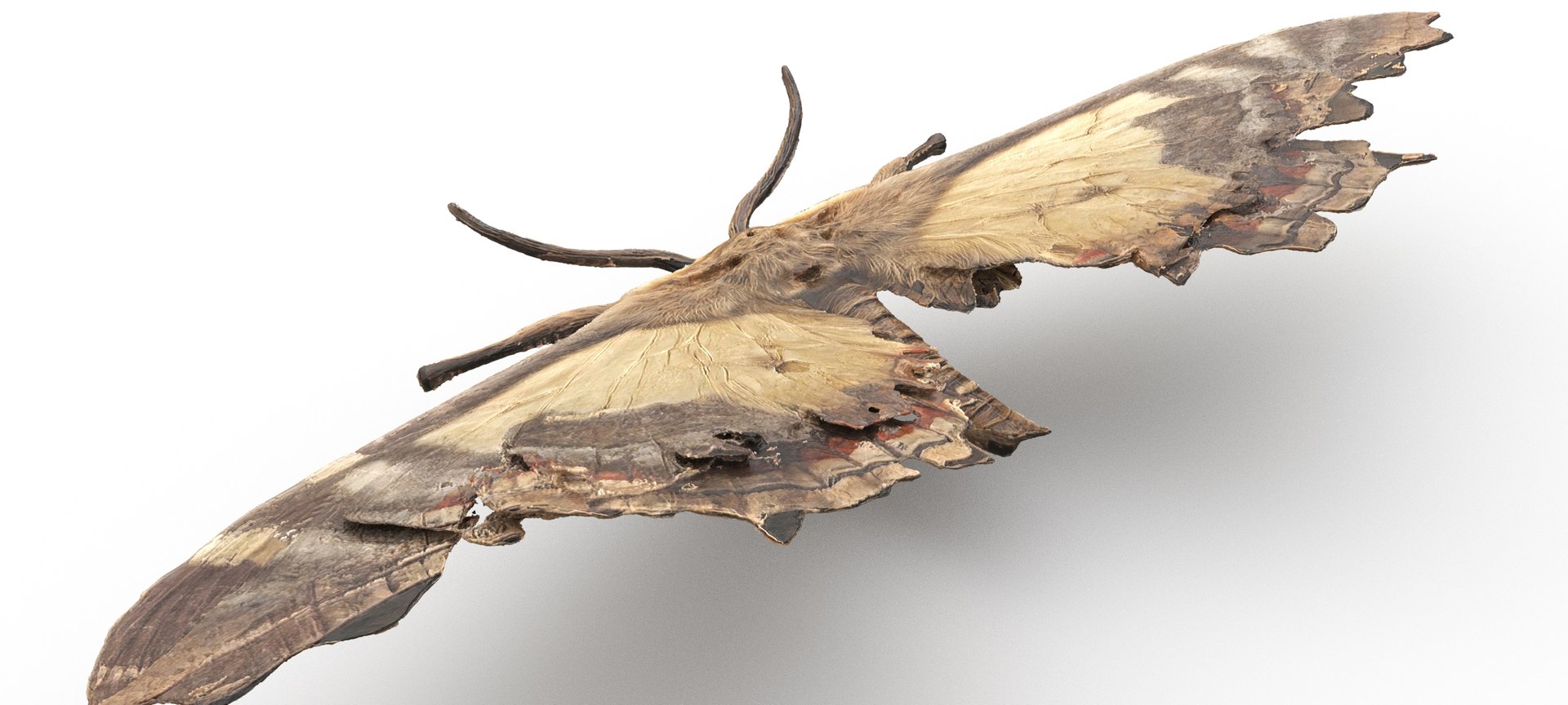 3D Insects Pack Model - TurboSquid 2318067