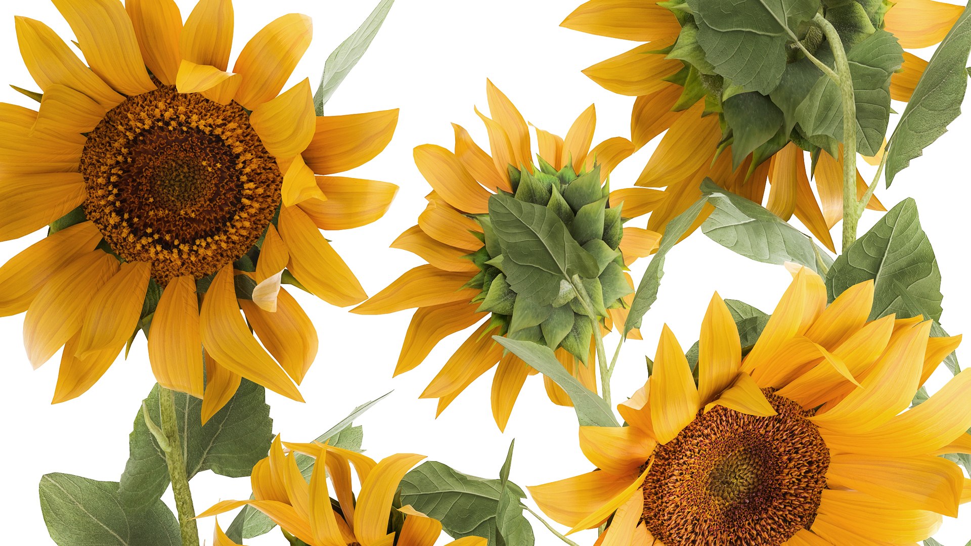 Flower Bouquet Of Sunflowers In A Clay Vase 132 Model - TurboSquid 1770600