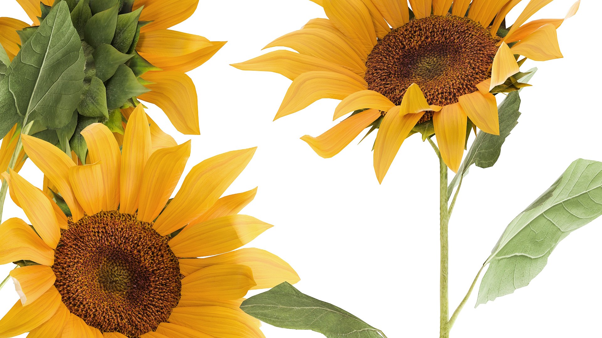 Flower Bouquet Of Sunflowers In A Clay Vase 132 Model - TurboSquid 1770600