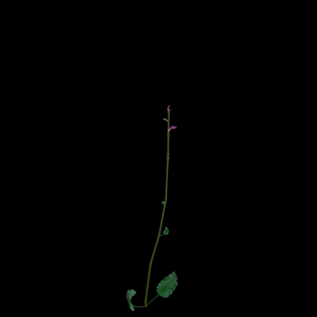 3D flowers open animation - TurboSquid 1563196