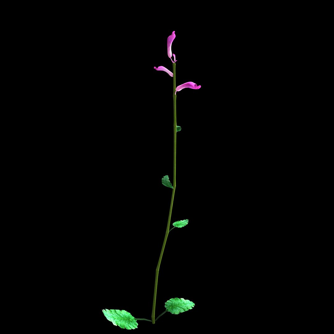 3D flowers open animation - TurboSquid 1563196