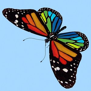 Butterfly 1