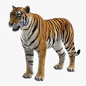 3D tiger rigged