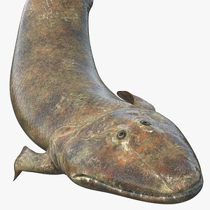 Tiktaalik Bony Fish Swimming model