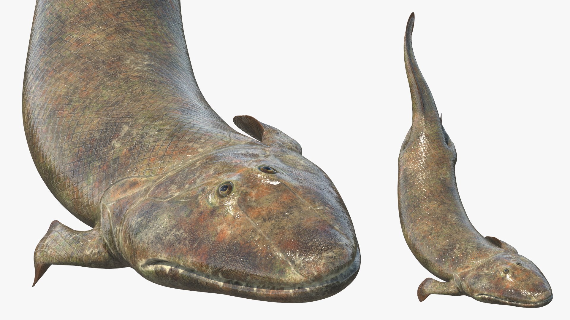 Tiktaalik Bony Fish Swimming 3D model preview
