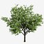 Set of Flowering Kousa Dogwood or Cornus kousa Tree - 3 Trees