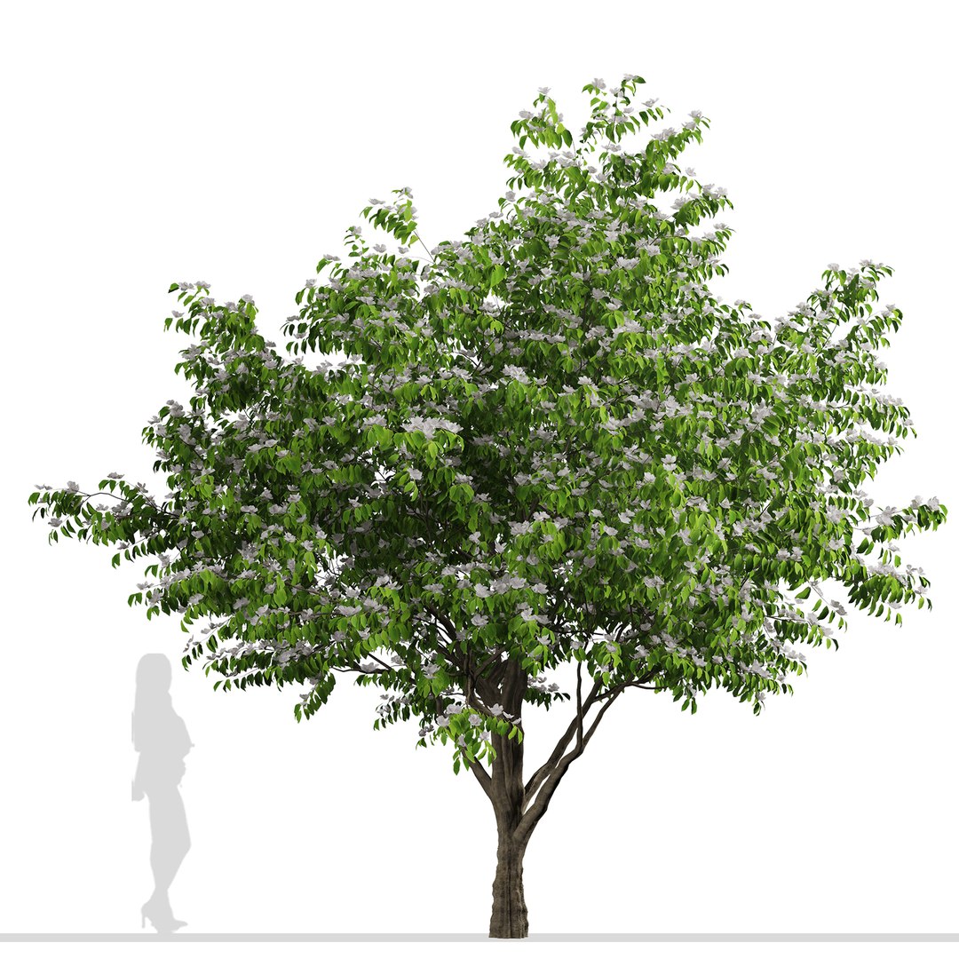 Set of Flowering Kousa Dogwood or Cornus kousa Tree - 3 Trees 3D model https://p.turbosquid.com/ts-thumb/J0/D2GFC7/d9/kousadogwood3/jpg/1670574927/1920x1080/fit_q87/a5676cdeb663ec7dfd06b794447419ef357b7561/kousadogwood3.jpg