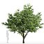 Set of Flowering Kousa Dogwood or Cornus kousa Tree - 3 Trees