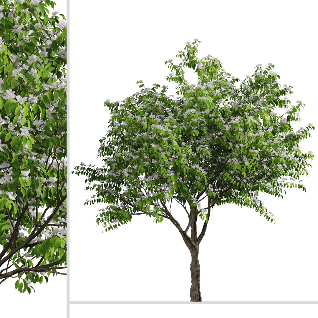 Set of Flowering Kousa Dogwood or Cornus kousa Tree - 3 Trees 3D model https://p.turbosquid.com/ts-thumb/J0/D2GFC7/f9/kousadogwood2/jpg/1670574890/1920x1080/fit_q87/c52ee3d81f80770338d512c2dfcc09bcb657f9c8/kousadogwood2.jpg